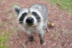 Raccoon's Avatar